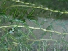 菹草