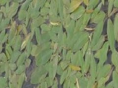 眼子菜